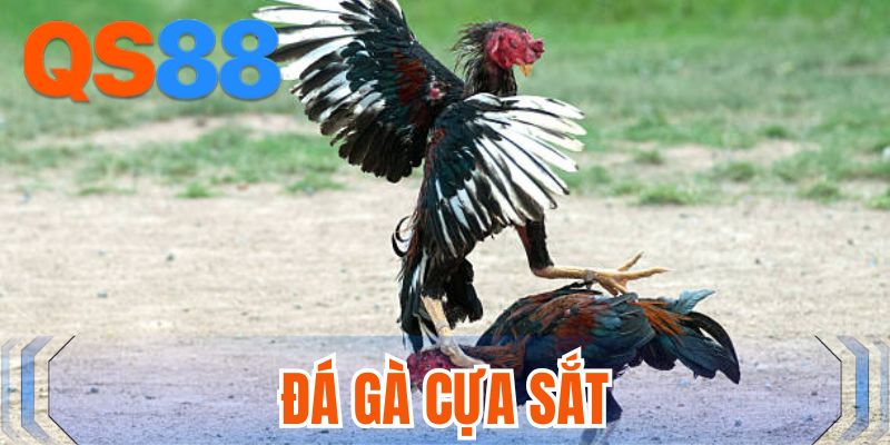 Đá gà cựa sắt