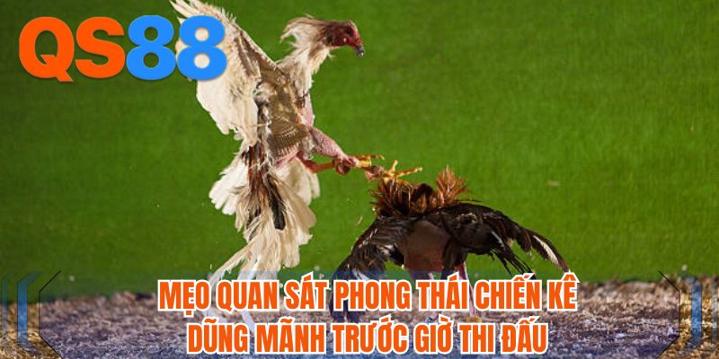 Mẹo quan sát phong thái chiến kê dũng mãnh trước giờ thi đấu