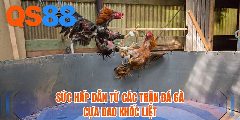 Sức hấp dẫn từ các trận đá gà cựa dao khốc liệt